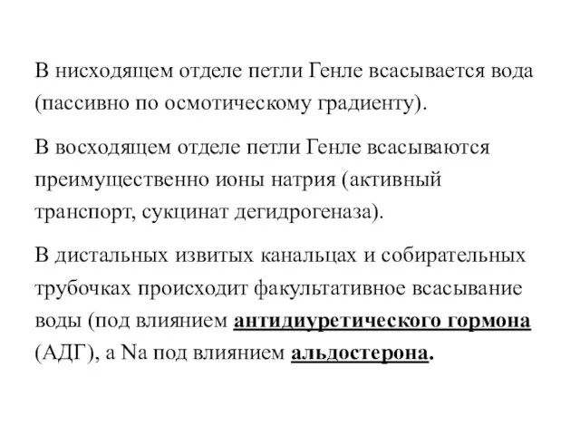 В нисходящем отделе петли Генле всасывается вода (пассивно по осмотическому градиенту). В