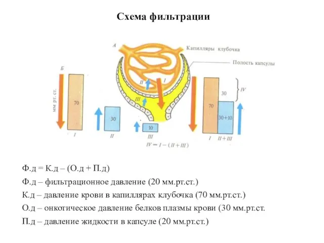 Схема фильтрации Ф.д = К.д – (О.д + П.д) Ф.д – фильтрационное