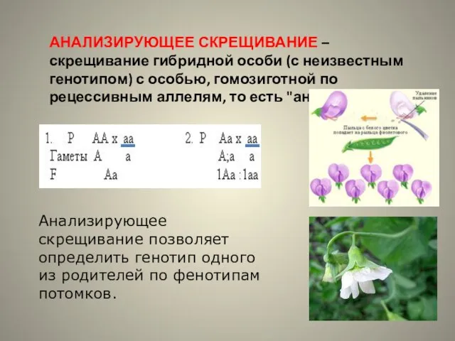 Анализирующее скрещивание позволяет определить генотип одного из родителей по фенотипам потомков. АНАЛИЗИРУЮЩЕЕ