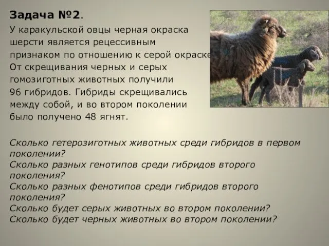 Задача №2. У каракульской овцы черная окраска шерсти является рецессивным признаком по