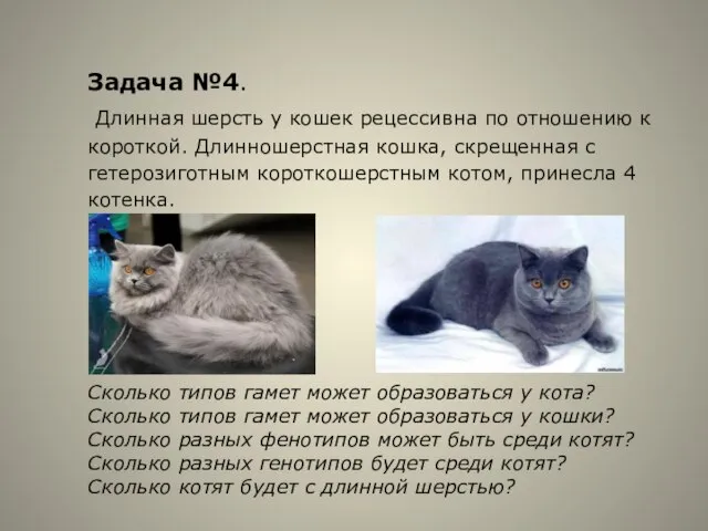 Задача №4. Длинная шерсть у кошек рецессивна по отношению к короткой. Длинношерстная