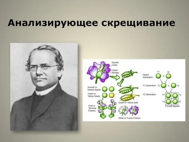 Анализирующее скрещивание