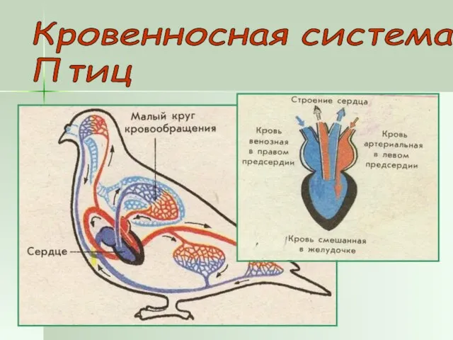 Кровенносная система Птиц