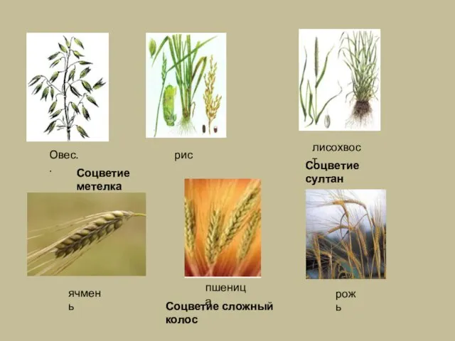 Овес.. рис Соцветие метелка рожь пшеница ячмень Соцветие сложный колос лисохвост Соцветие султан