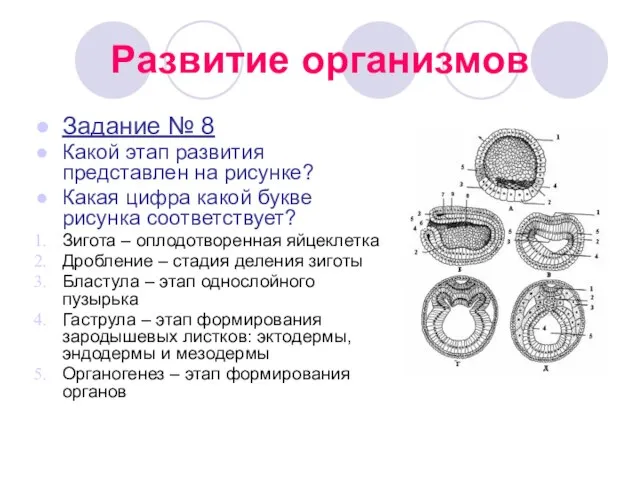 Развитие организмов Задание № 8 Какой этап развития представлен на рисунке? Какая