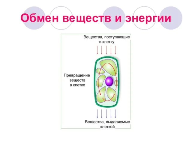 Обмен веществ и энергии