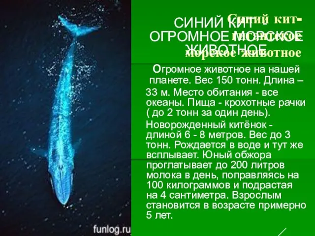 Синий кит- гигантское морское животное СИНИЙ КИТ - ОГРОМНОЕ МОРСКОЕ ЖИВОТНОЕ огромное