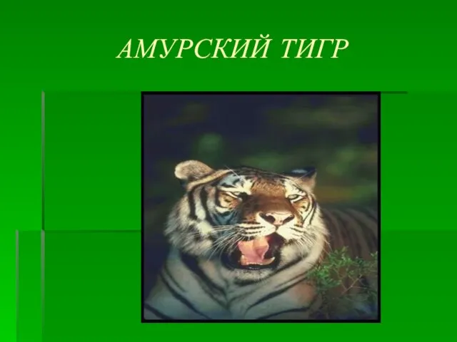 АМУРСКИЙ ТИГР