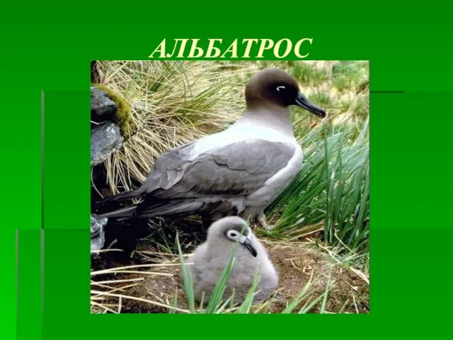 АЛЬБАТРОС