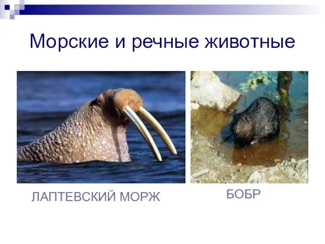 Морские и речные животные ЛАПТЕВСКИЙ МОРЖ БОБР