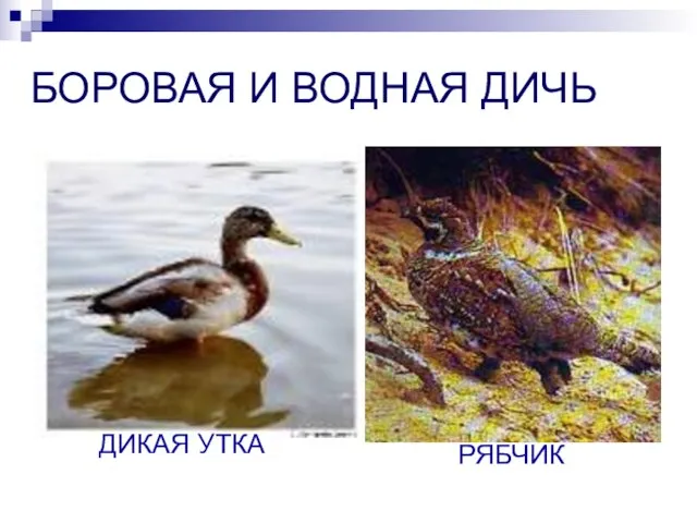 БОРОВАЯ И ВОДНАЯ ДИЧЬ ДИКАЯ УТКА РЯБЧИК