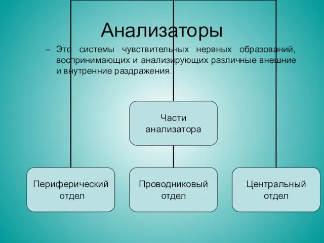 Анализаторы Это системы чувствительных нервных образований, воспринимающих и анализирующих различные внешние и внутренние раздражения.