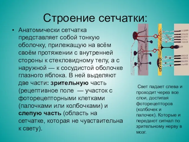 Строение сетчатки: Анатомически сетчатка представляет собой тонкую оболочку, прилежащую на всём своём