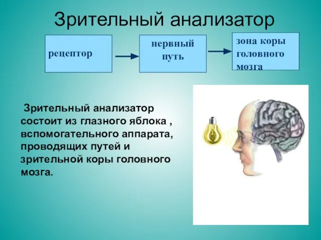 Зрительный анализатор Зрительный анализатор состоит из глазного яблока , вспомогательного аппарата, проводящих