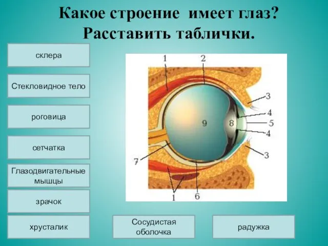 Какое строение имеет глаз? Расставить таблички. склера Стекловидное тело сетчатка хрусталик зрачок