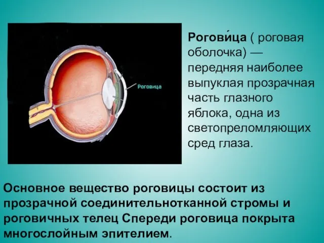 Основное вещество роговицы состоит из прозрачной соединительнотканной стромы и роговичных телец Спереди