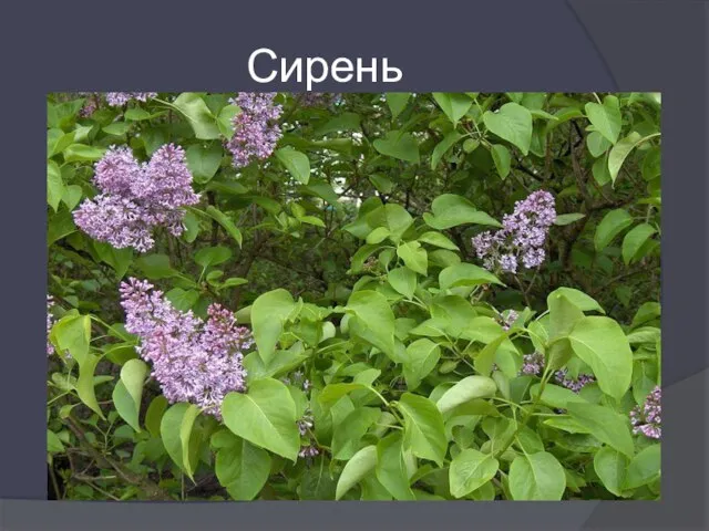 Сирень