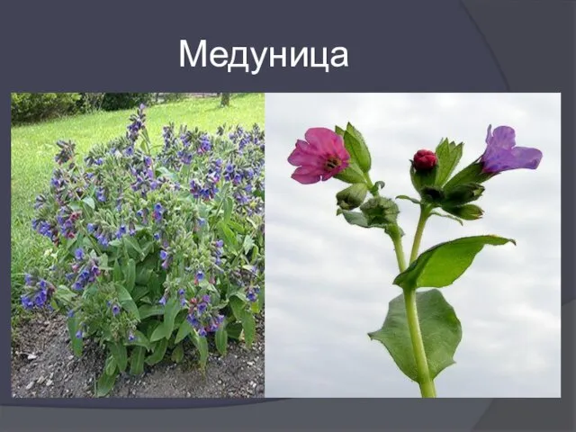 Медуница