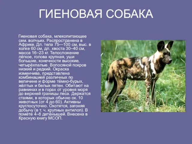 ГИЕНОВАЯ СОБАКА Гиеновая собака, млекопитающее ceм. волчьих. Распространена в Африке. Дл. тела