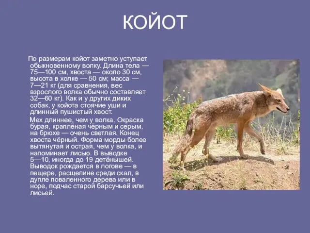 КОЙОТ По размерам койот заметно уступает обыкновенному волку. Длина тела — 75—100