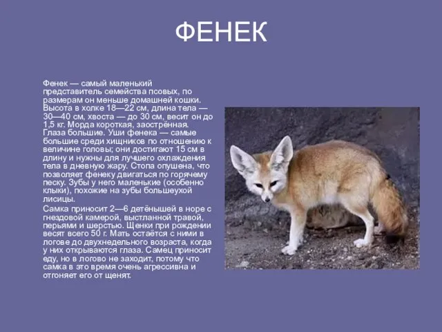 ФЕНЕК Фенек — самый маленький представитель семейства псовых, по размерам он меньше