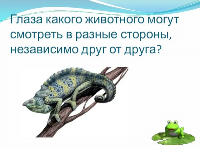 Глаза какого животного могут смотреть в разные стороны, независимо друг от друга?