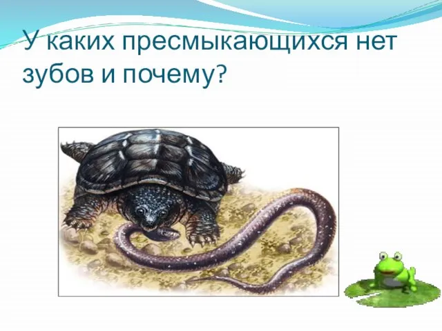 У каких пресмыкающихся нет зубов и почему?