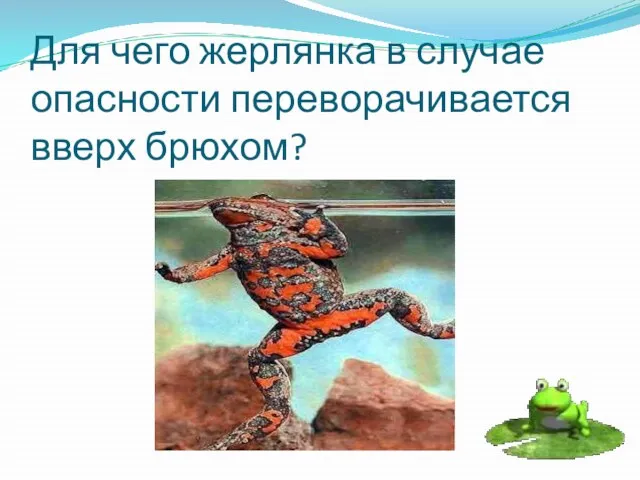 Для чего жерлянка в случае опасности переворачивается вверх брюхом?