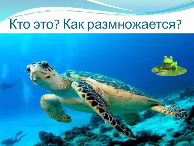 Кто это? Как размножается?