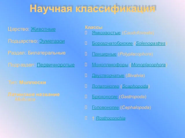 Классы Ямкохвостые (Caudofoveata) Бороздчатобрюхие (Solenogastres) Панцирные (Polyplacophora) Моноплакофоры (Monoplacophora) Двустворчатые (Bivalvia) Лопатоногие