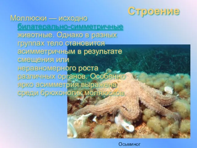 Строение Моллюски — исходно билатерально-симметричные животные. Однако в разных группах тело становится