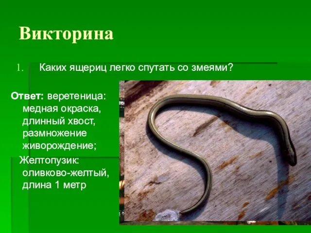 Викторина Каких ящериц легко спутать со змеями? Ответ: веретеница: медная окраска, длинный