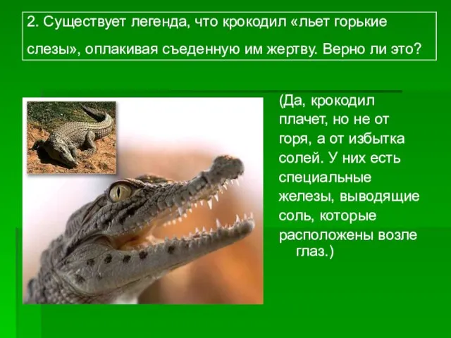 2. Существует легенда, что крокодил «льет горькие слезы», оплакивая съеденную им жертву.