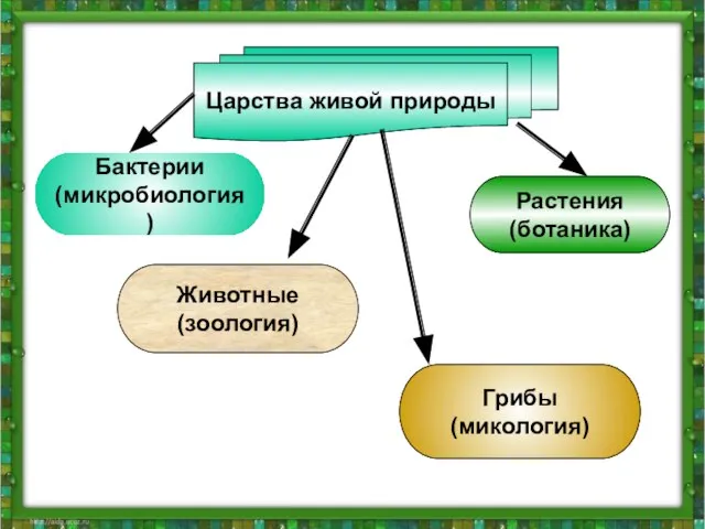 Царства живой природы Бактерии (микробиология) Животные (зоология) Грибы (микология) Растения (ботаника)