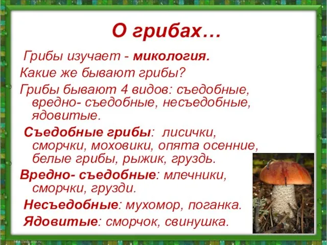 О грибах… Грибы изучает - микология. Какие же бывают грибы? Грибы бывают