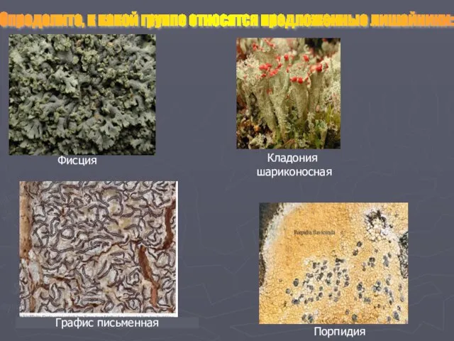 Определите, к какой группе относятся предложенные лишайники: Графис письменная Кладония шариконосная Фисция Порпидия