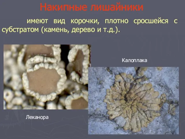 Накипные лишайники имеют вид корочки, плотно сросшейся с субстратом (камень, дерево и т.д.). Леканора Калоплака