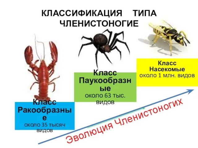 Класс Паукообразные около 63 тыс. видов Класс Ракообразные около 35 тысяч видов