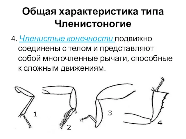 4. Членистые конечности подвижно соединены с телом и представляют собой многочленные рычаги,