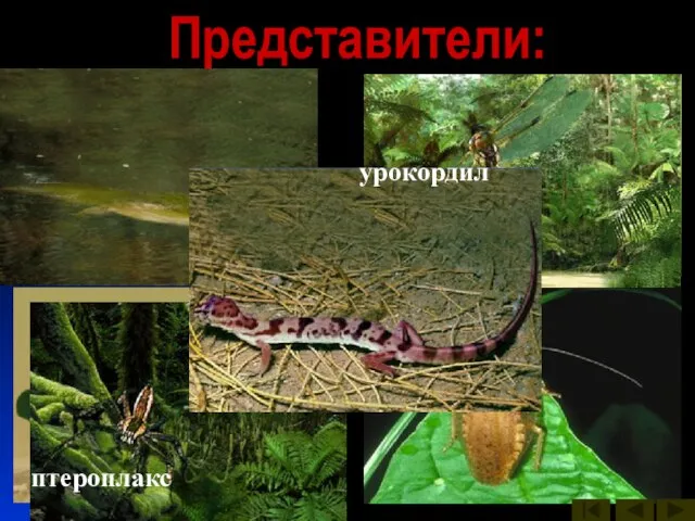 Представители: бабочки вестлотиана кузнечик многоножка пауки птероплакс стрекоза таракан урокордил