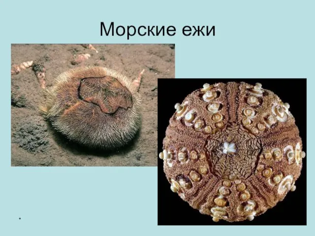 * Морские ежи