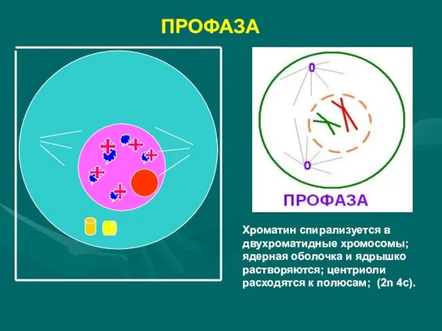 ПРОФАЗА Хроматин спирализуется в двухроматидные хромосомы; ядерная оболочка и ядрышко растворяются; центриоли