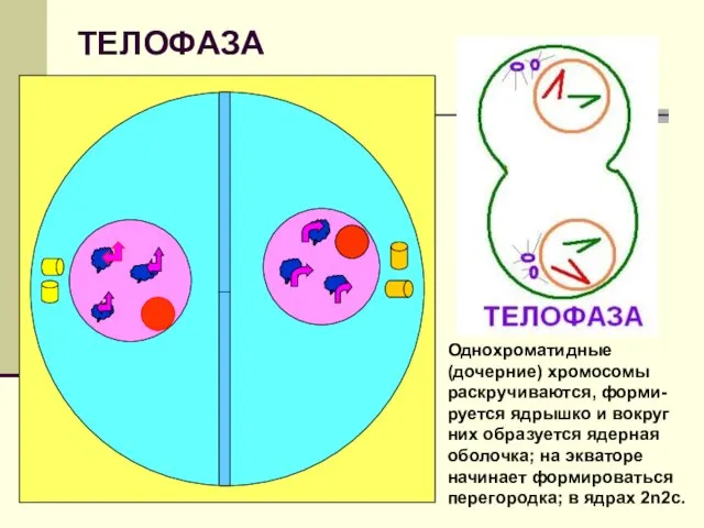 ТЕЛОФАЗА Однохроматидные (дочерние) хромосомы раскручиваются, форми-руется ядрышко и вокруг них образуется ядерная