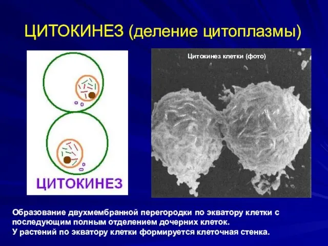ЦИТОКИНЕЗ (деление цитоплазмы) Образование двухмембранной перегородки по экватору клетки с последующим полным