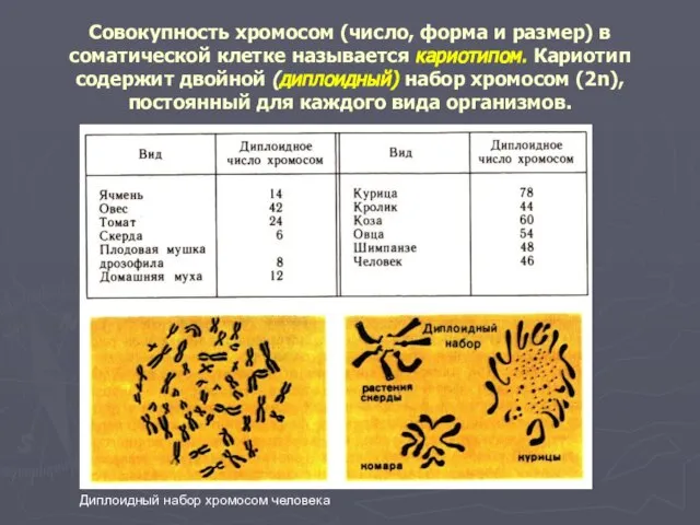 Совокупность хромосом (число, форма и размер) в соматической клетке называется кариотипом. Кариотип