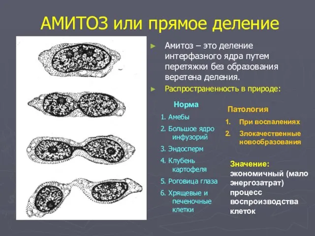 АМИТОЗ или прямое деление Амитоз – это деление интерфазного ядра путем перетяжки