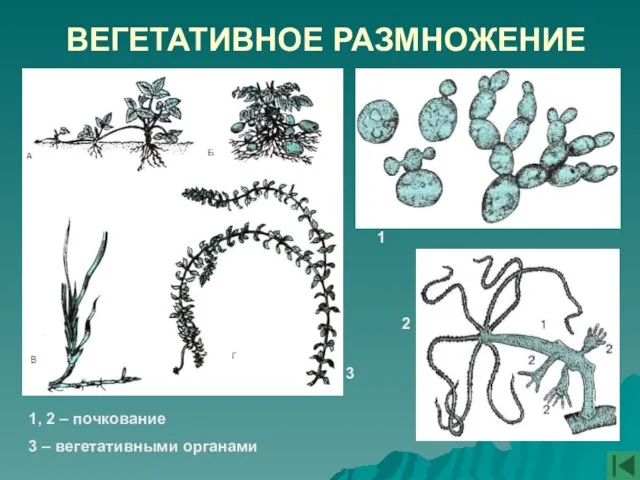 ВЕГЕТАТИВНОЕ РАЗМНОЖЕНИЕ 1 2 3 1, 2 – почкование 3 – вегетативными органами