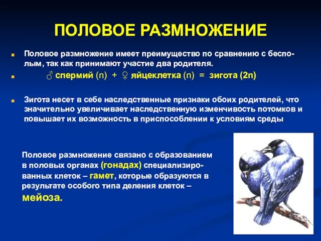 ПОЛОВОЕ РАЗМНОЖЕНИЕ Половое размножение имеет преимущество по сравнению с беспо-лым, так как