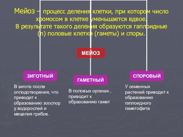 Мейоз – процесс деления клетки, при котором число хромосом в клетке уменьшается