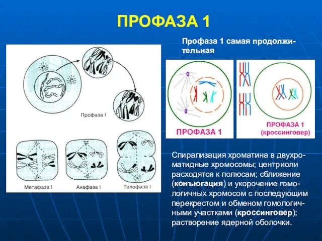 ПРОФАЗА 1 Профаза 1 самая продолжи-тельная Спирализация хроматина в двухро-матидные хромосомы; центриоли